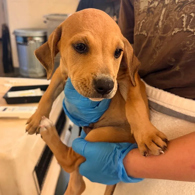 A baby small-sized male Yellow / Tan / Blond / Fawn Mixed Breed dog named Spiderman for adoption in Corinth, MS