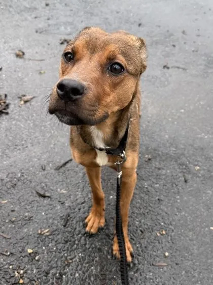 An adult medium-sized female Pit Bull Terrier dog named Ella for adoption in Washington, DC