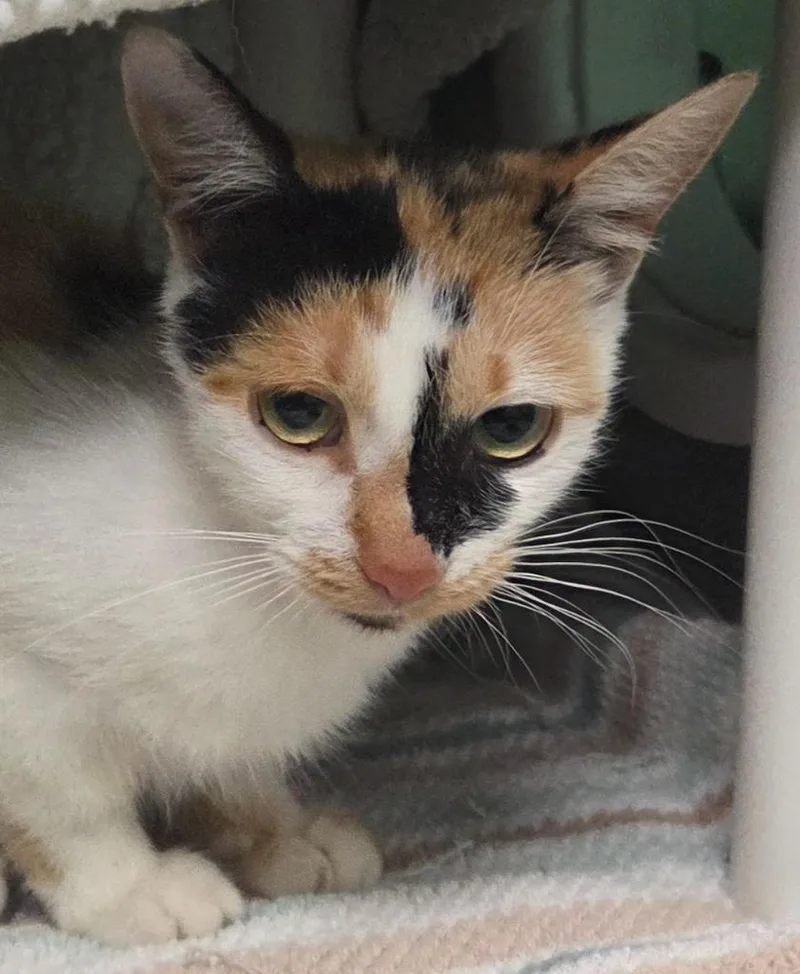 A young medium-sized female Domestic Short Hair cat named Italy for adoption in Olean, NY