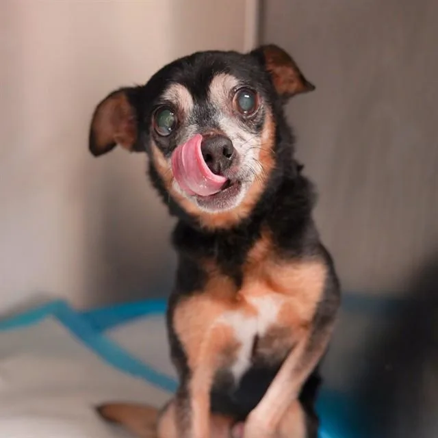 An adult small-sized male Chihuahua dog named Kermit for adoption in Sacramento, CA