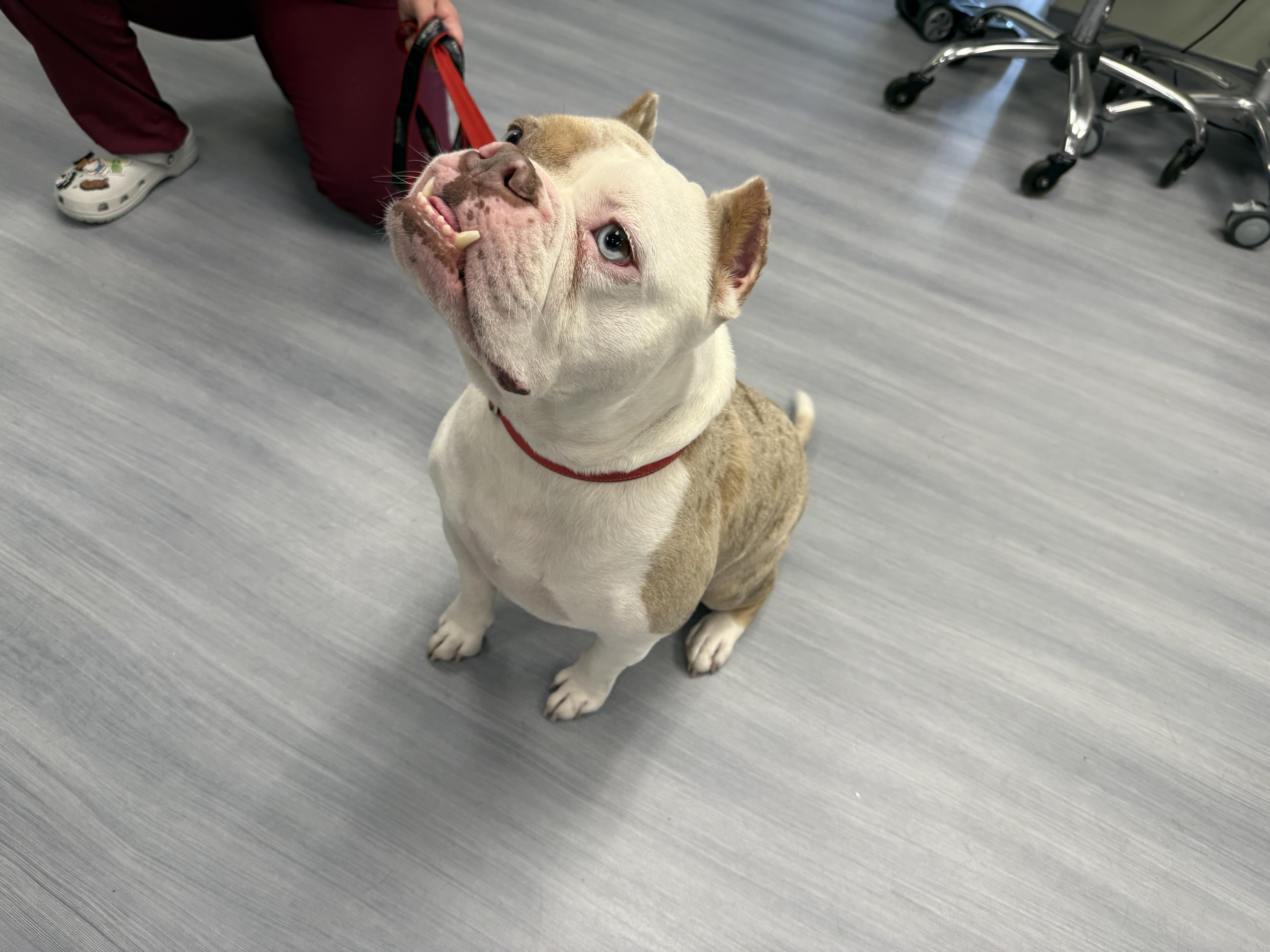 A young medium-sized male English Bulldog dog named Presley for adoption in Milford, CT
