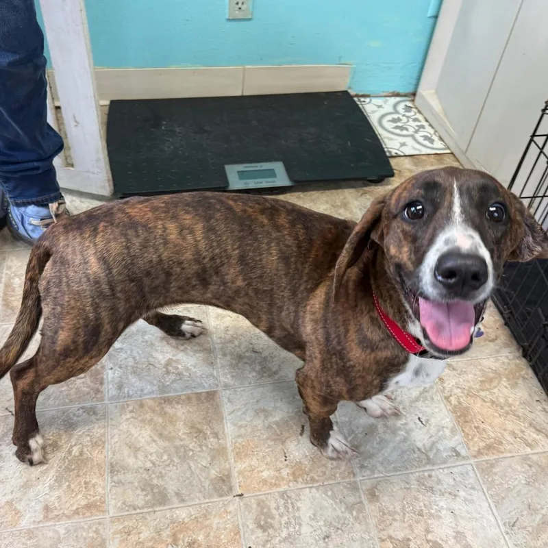 An adult medium-sized female Brindle Basset Hound dog named Claudette for adoption in Boerne, TX