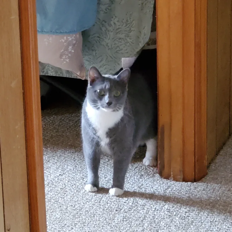 An adult medium-sized female Domestic Short Hair cat named Cami for adoption in Floyd, VA