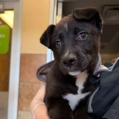 A baby small-sized female Black German Shepherd Dog dog named Lil Miss for adoption in West Des Moines, IA