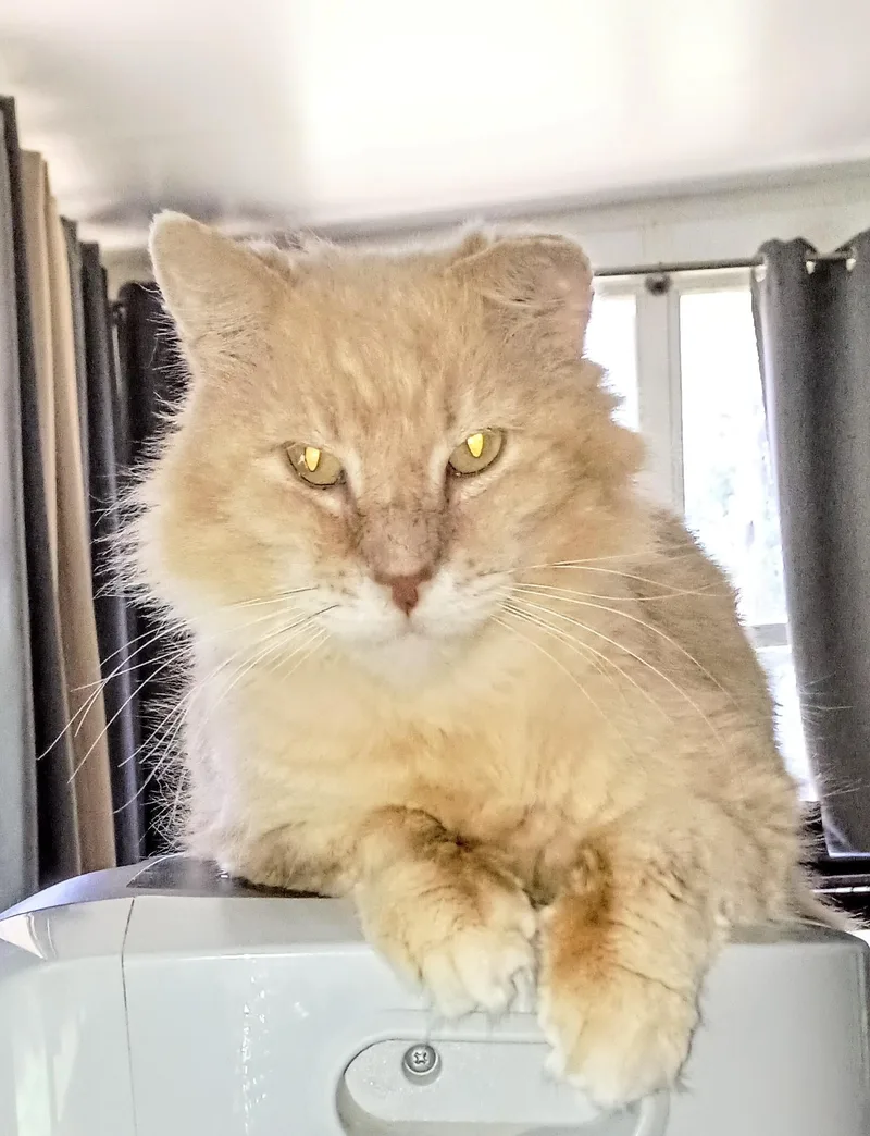 An adult medium-sized male Buff / Tan / Fawn Domestic Long Hair cat named Sylvester for adoption in Ridgeland, MS