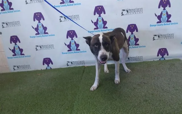 An adult large-sized female Pit Bull Terrier dog named Bella for adoption in Orlando, FL