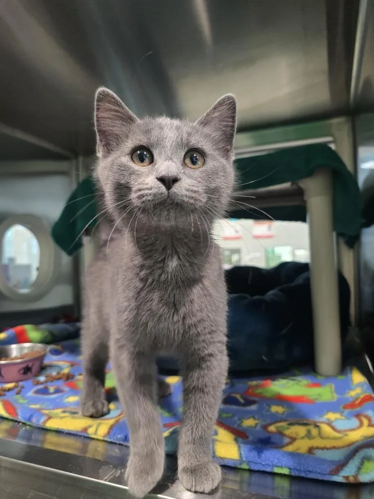 A baby small-sized male Gray / Blue / Silver Domestic Short Hair cat named Hank for adoption in Wellington, KS