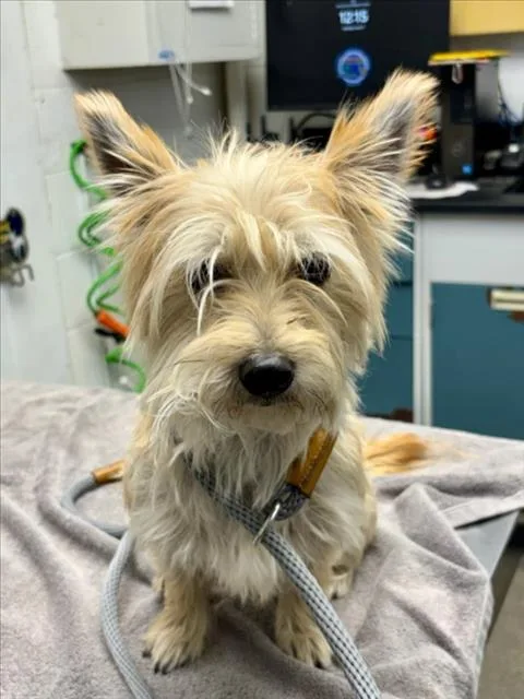 An adult small-sized male Yorkshire Terrier dog named Stitch for adoption in Woodland, CA