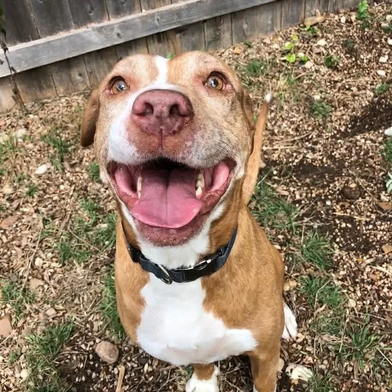 An adult large-sized male Pit Bull Terrier dog named Navajo for adoption in Martinez, CA
