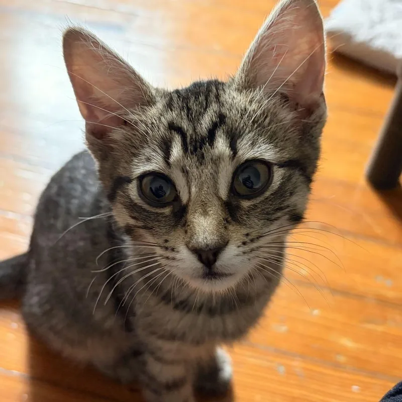 Libby