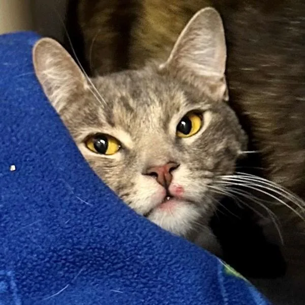 A young medium-sized female Domestic Short Hair cat named Glam Slam for adoption in Walnut Creek, CA