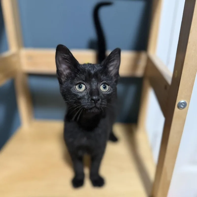 A young small-sized female Black Domestic Short Hair cat named Ford Ranger for adoption in Bentonville, AR