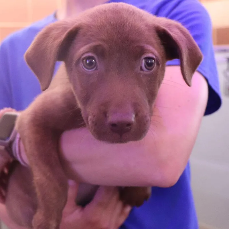A baby small-sized female Mixed Breed dog named Alarielle for adoption in Port Washington, NY