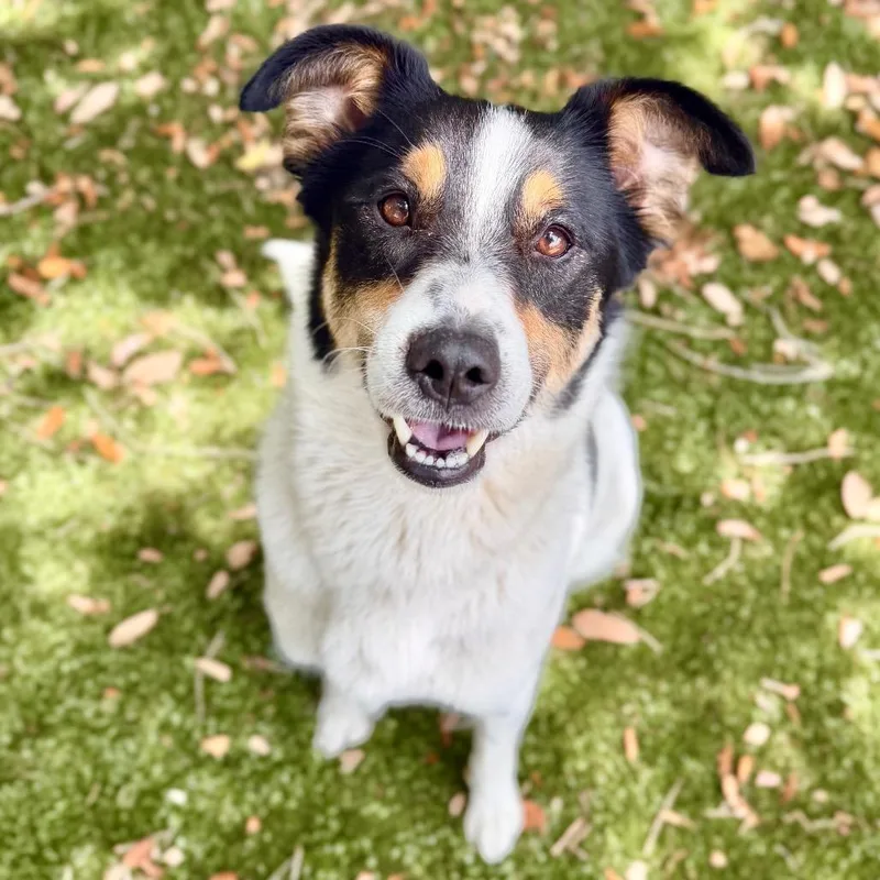 An adult medium-sized female White / Cream Mixed Breed dog named Gianna for adoption in Milton, FL