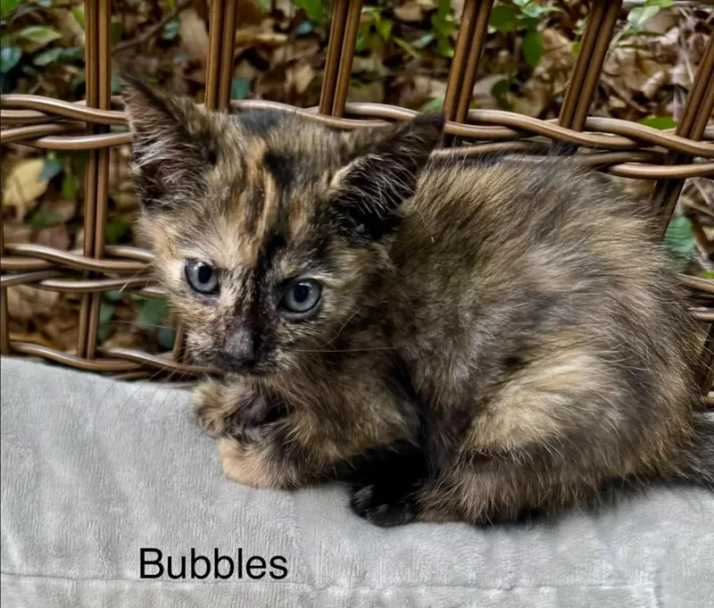 A baby small-sized female Brown / Chocolate Domestic Short Hair cat named Bubbles for adoption in Safety Harbor, FL