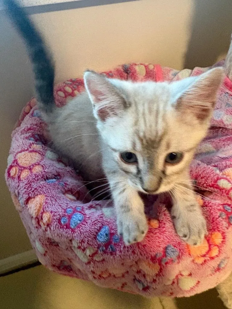 A baby small-sized male Domestic Medium Hair cat named Reeces for adoption in Ogden, UT