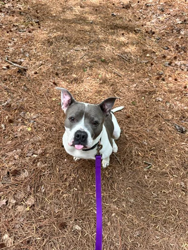 An adult large-sized female Pit Bull Terrier dog named Darla for adoption in Virginia Beach, VA