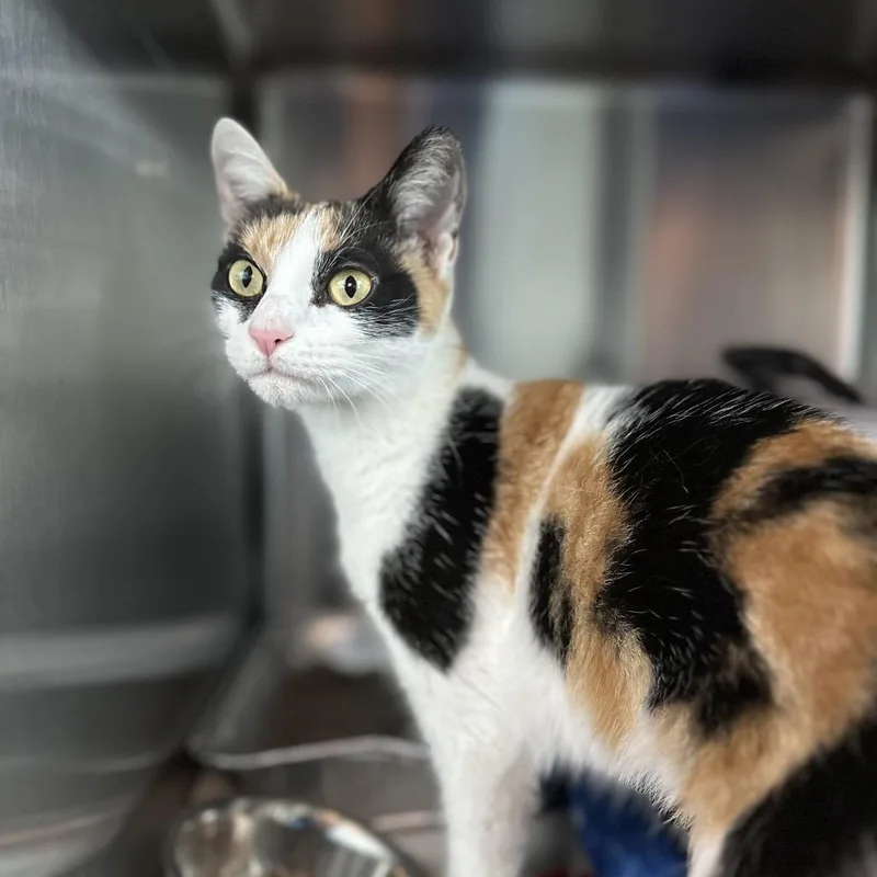 A young medium-sized female Calico Domestic Short Hair cat named Nutmeg for adoption in Matteson, IL