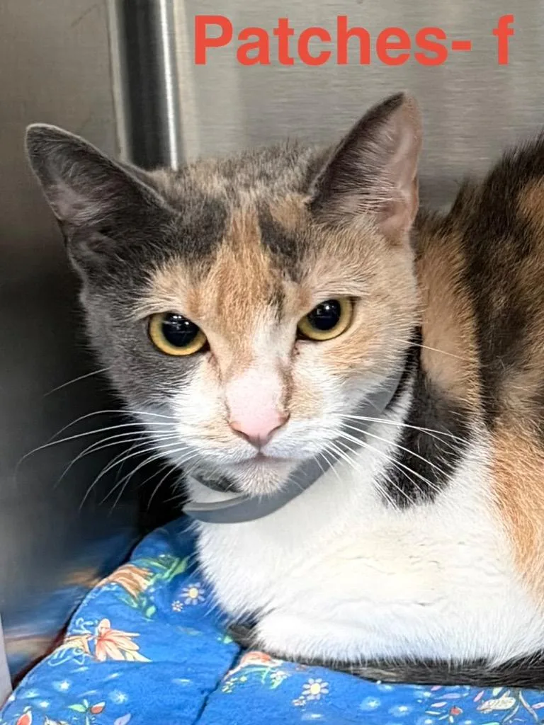 An adult small-sized female Calico cat named Patches for adoption in Brookhaven, MS