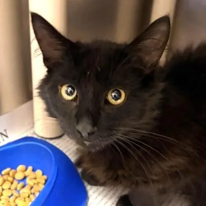 A young small-sized male Black Domestic Medium Hair cat named Mufasa for adoption in North Myrtle Beach, SC