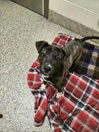 A young medium-sized male Mixed Breed dog named Petey for adoption in Westland, MI