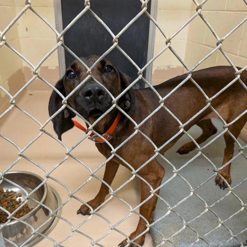 An adult medium-sized female Red / Chestnut / Orange Beagle dog named Tulip for adoption in Fairfax Station, VA