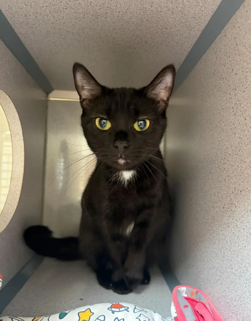 A young large-sized female Domestic Short Hair cat named Carnitas for adoption in Liverpool, NY