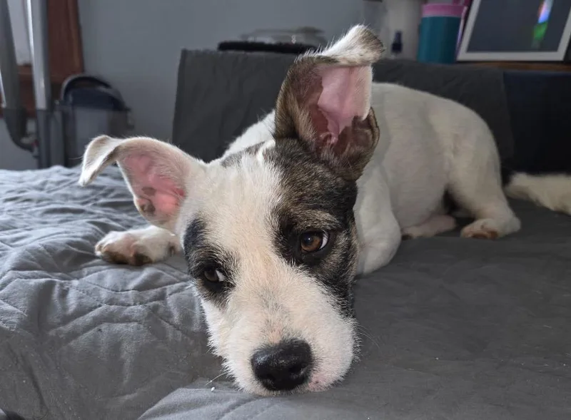 Cuddlebug thumbnail 2