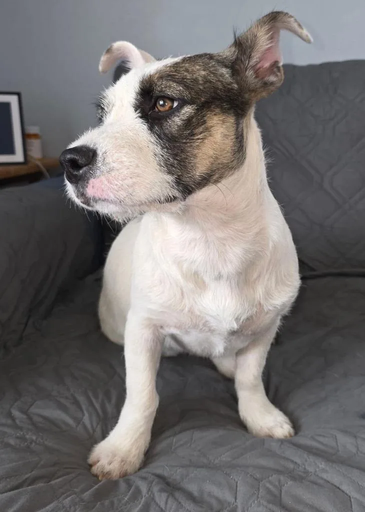 Cuddlebug thumbnail 3