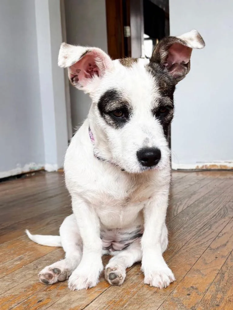 Cuddlebug thumbnail 4