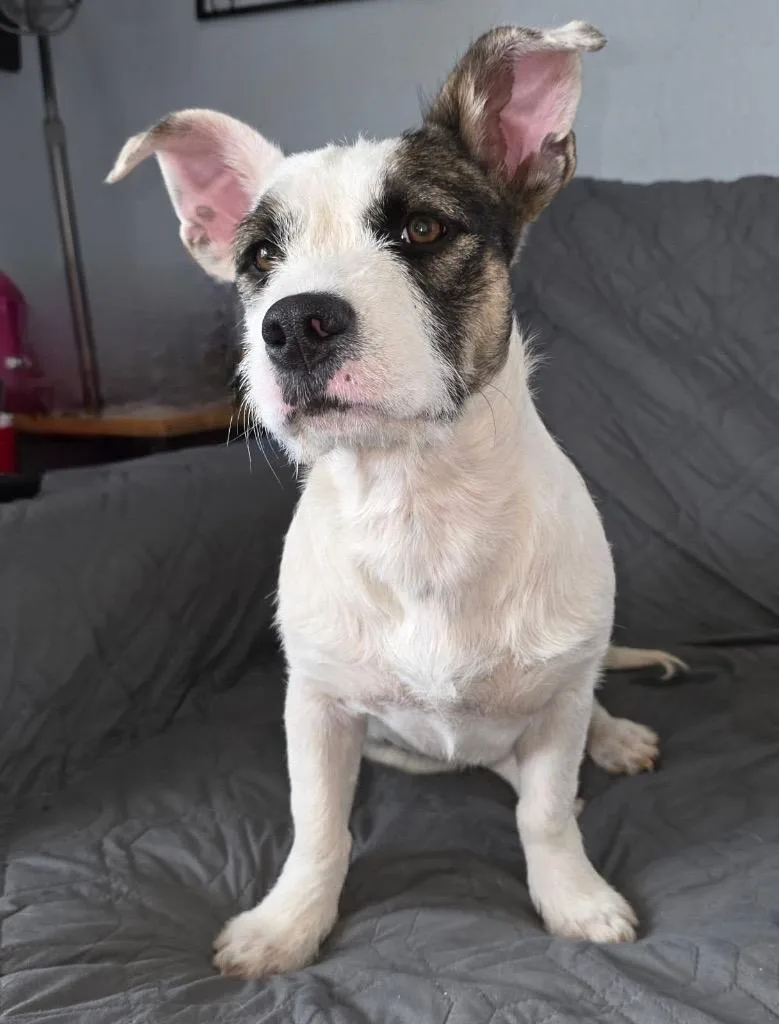 Cuddlebug thumbnail 5