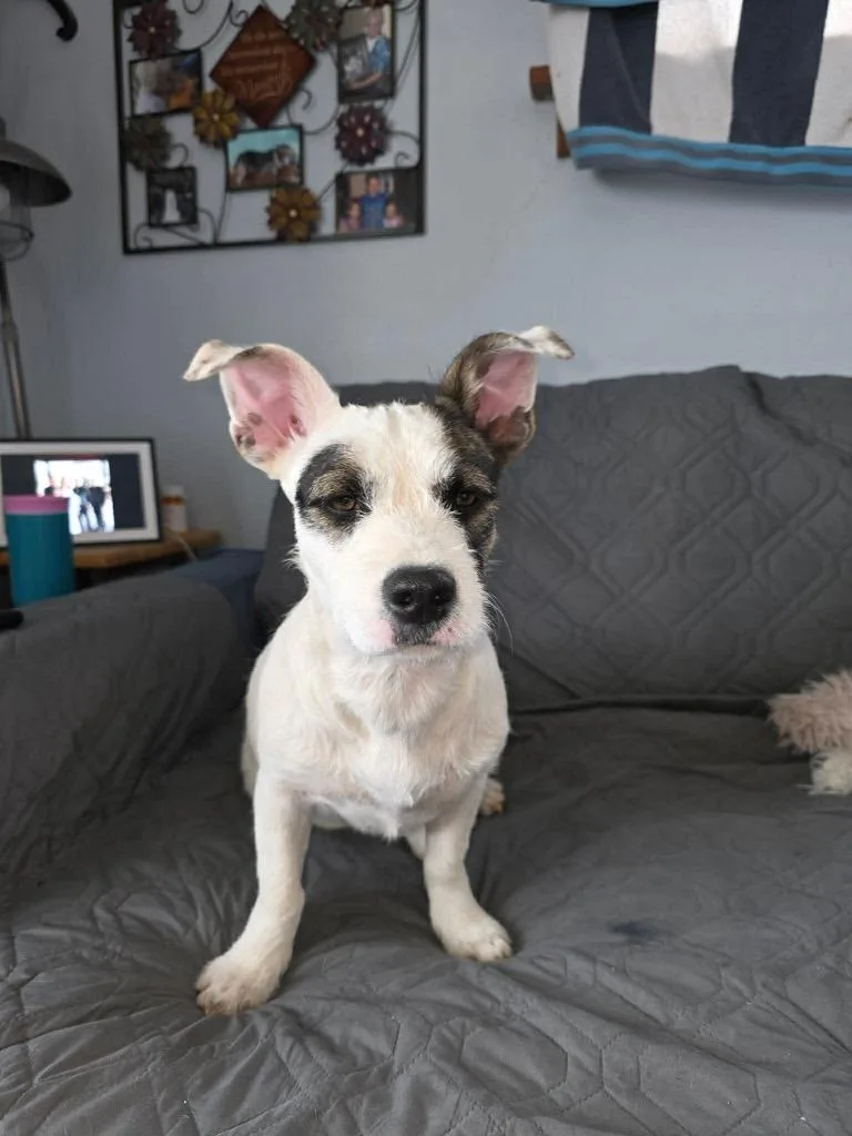 Cuddlebug thumbnail 6