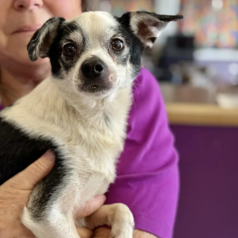 An adult small-sized male Black Rat Terrier dog named Todo for adoption in Fresno, CA