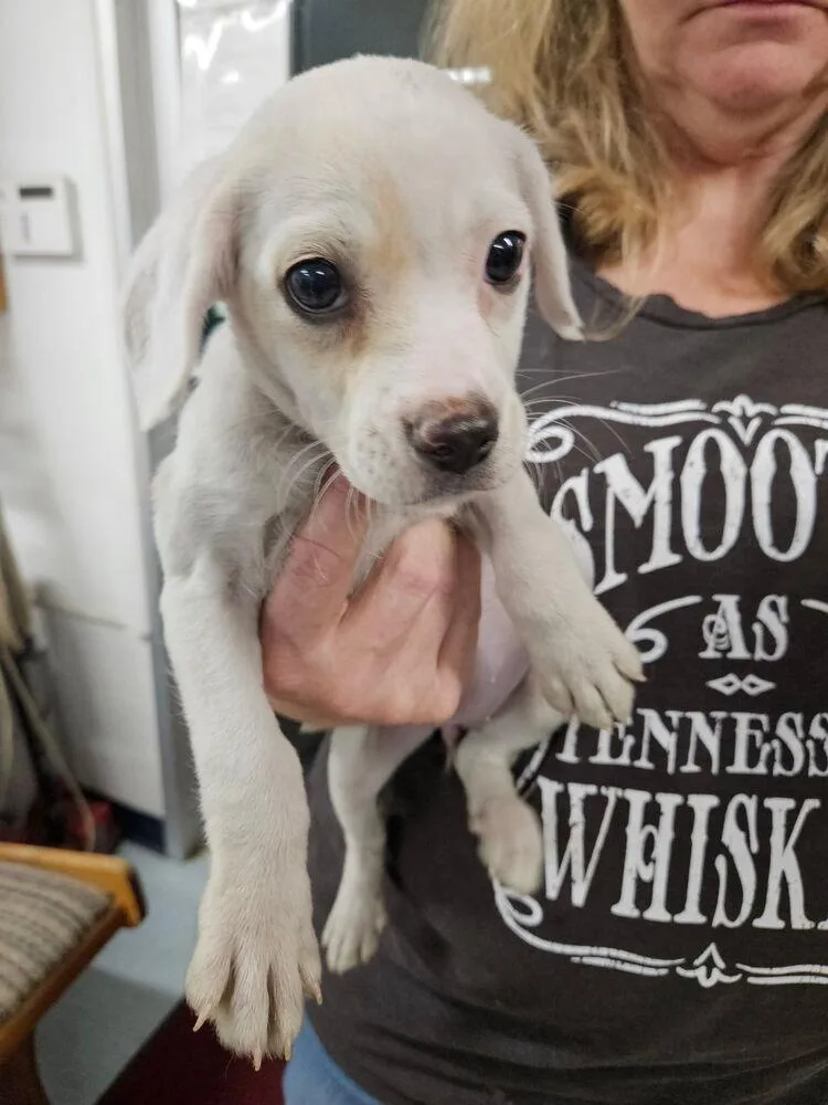 A baby small-sized female White / Cream Pit Bull Terrier dog named Izzy for adoption in Irwin, PA