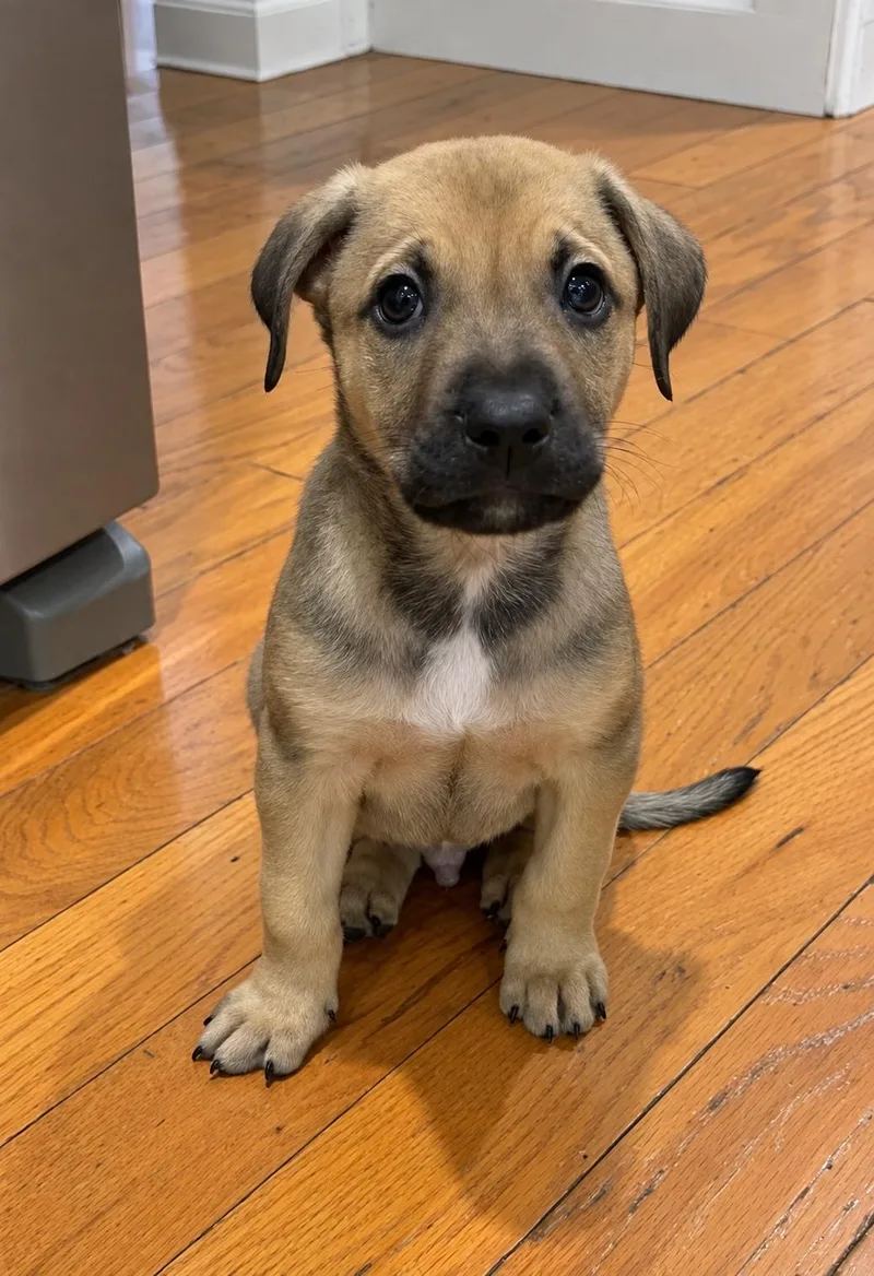 A baby large-sized male Pit Bull Terrier dog named Alfie for adoption in Oxford, MI