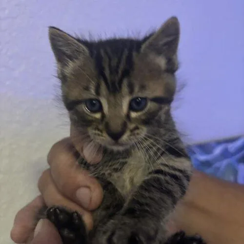 A baby small-sized male Tabby (Brown / Chocolate) Domestic Short Hair cat named Buddy Boy for adoption in Tampa, FL