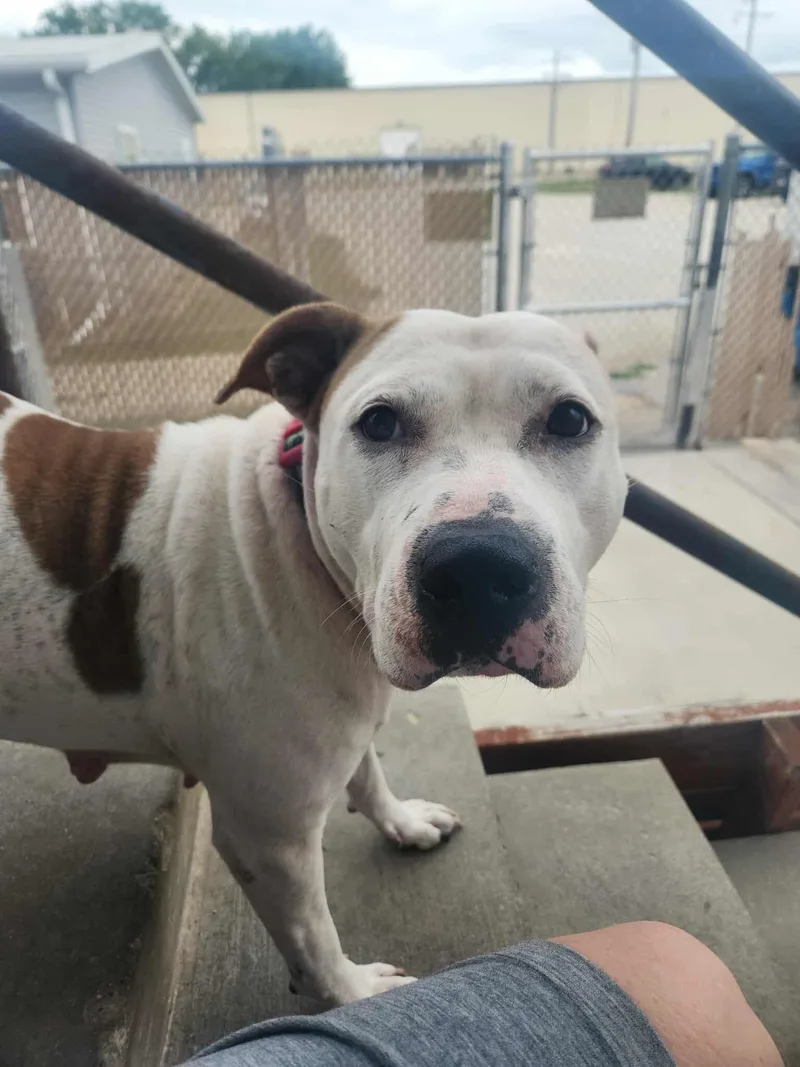 An adult large-sized female Pit Bull Terrier dog named Angel for adoption in La Salle, IL