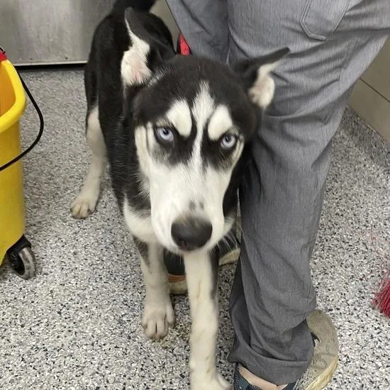 A baby medium-sized male Black Husky dog named Road Block for adoption in Naperville, IL
