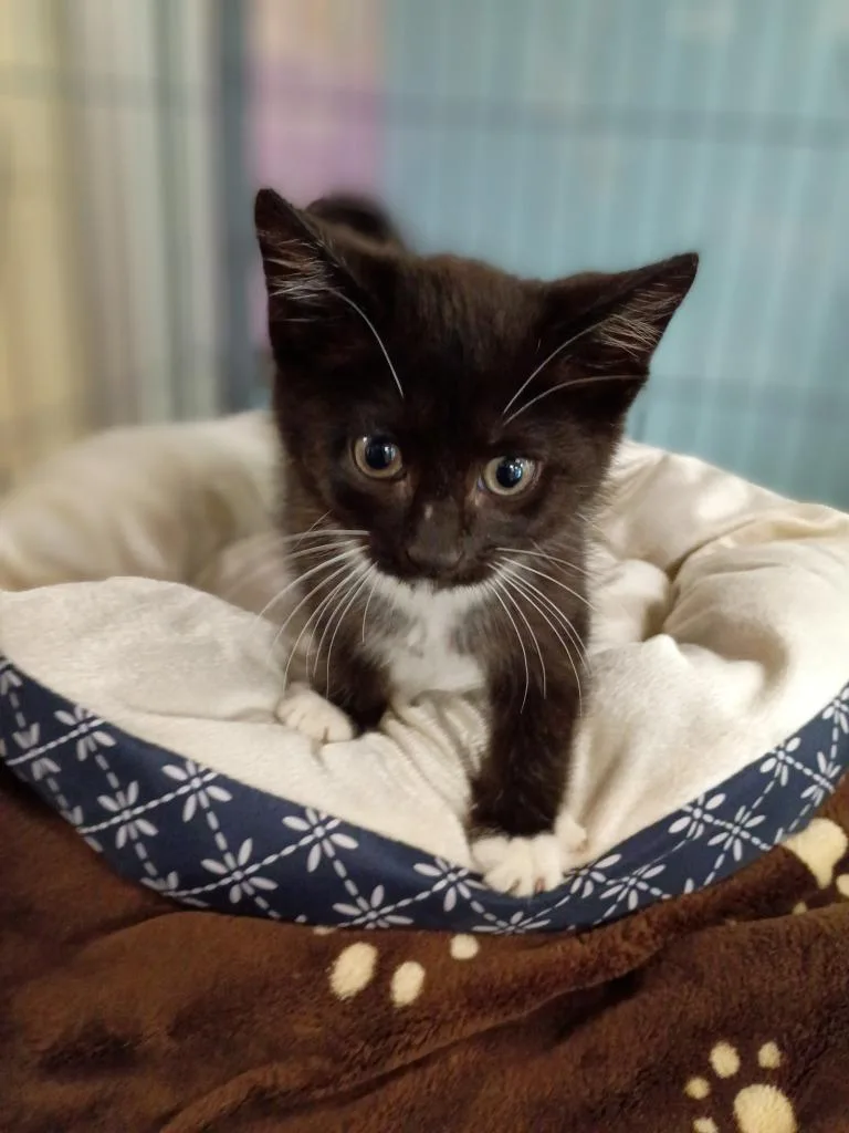 A baby medium-sized male Domestic Medium Hair cat named Zorro for adoption in Hamilton, OH