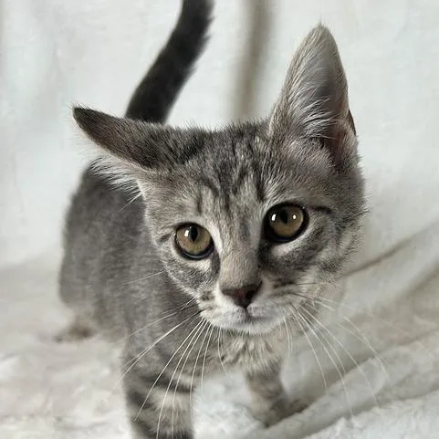 A baby small-sized female Gray / Blue / Silver Domestic Short Hair cat named Calypso for adoption in Johnson City, TN