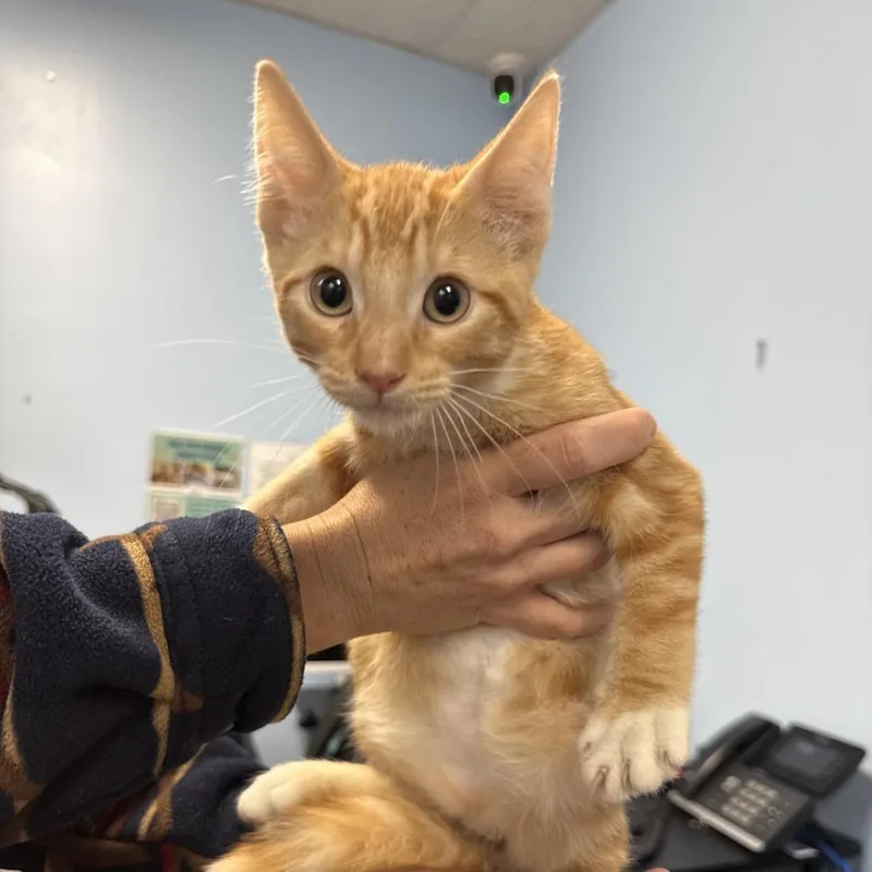 A baby small-sized male Orange / Red Domestic Short Hair cat named Georgie for adoption in Wahiawa, HI