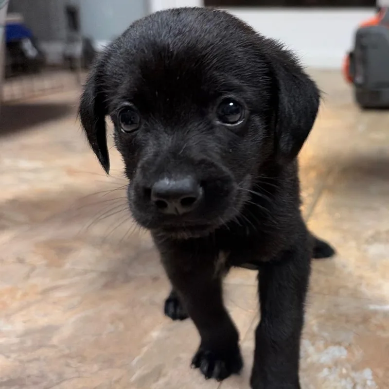 A baby small-sized male Black Mixed Breed dog named Walnut for adoption in Fredericksburg, VA
