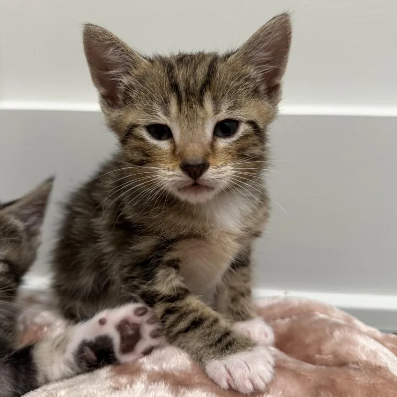 A baby small-sized male Gray / Blue / Silver Domestic Short Hair cat named Carl for adoption in Oakton, VA