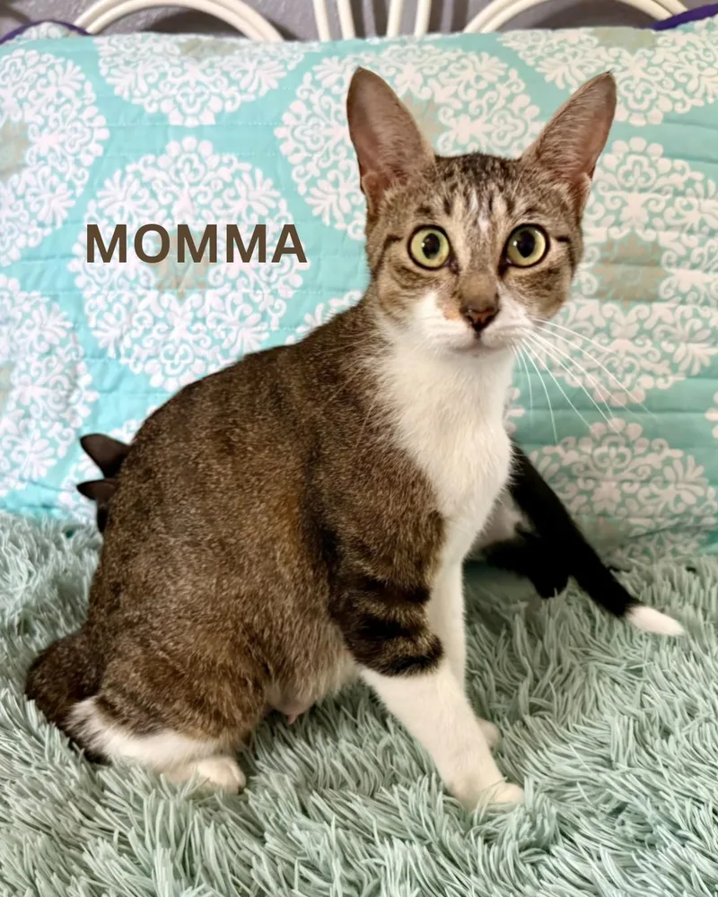 An adult medium-sized female Brown / Chocolate Domestic Short Hair cat named Momma for adoption in Largo, FL