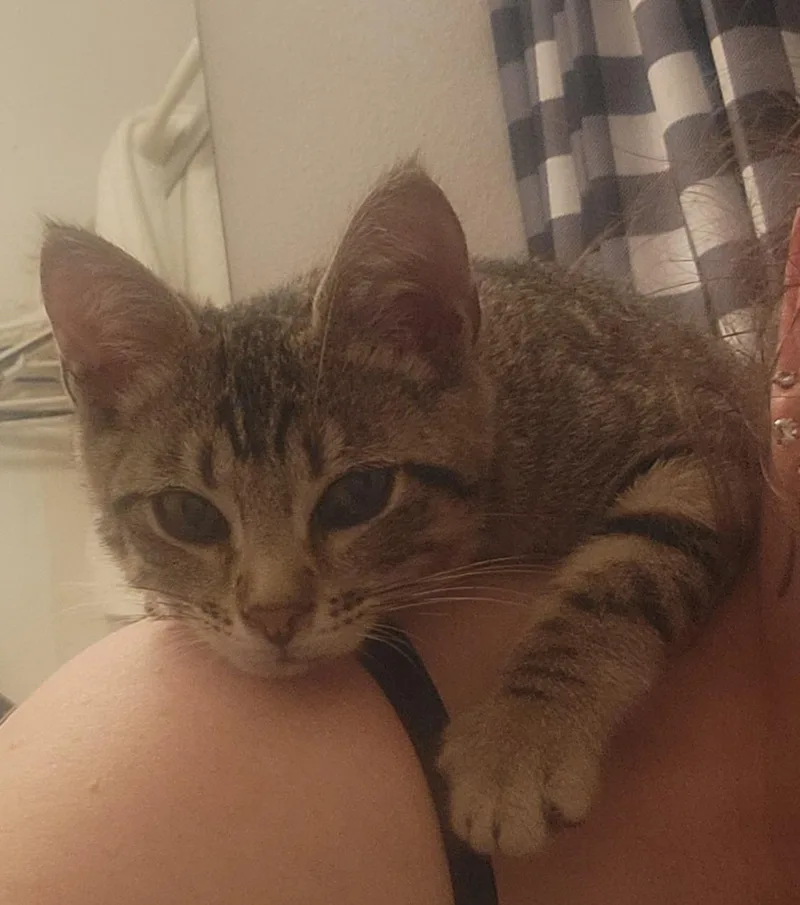 A baby small-sized male Tabby (Brown / Chocolate) Domestic Short Hair cat named Leo for adoption in San Diego, CA