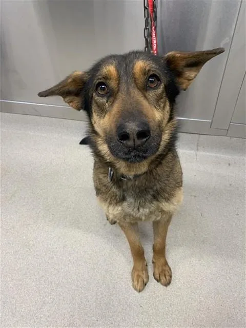 An adult medium-sized female German Shepherd Dog dog named Shilo for adoption in Fairbanks, AK