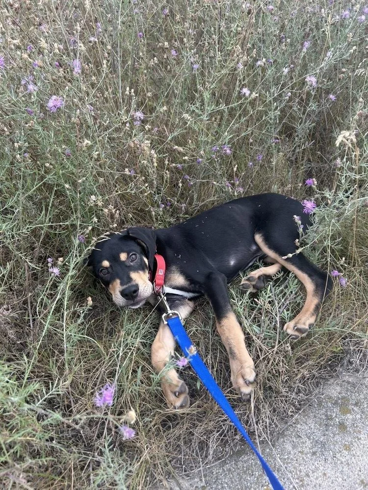 A baby large-sized male Brown / Chocolate Mixed Breed dog named Ace for adoption in Lansing, MI