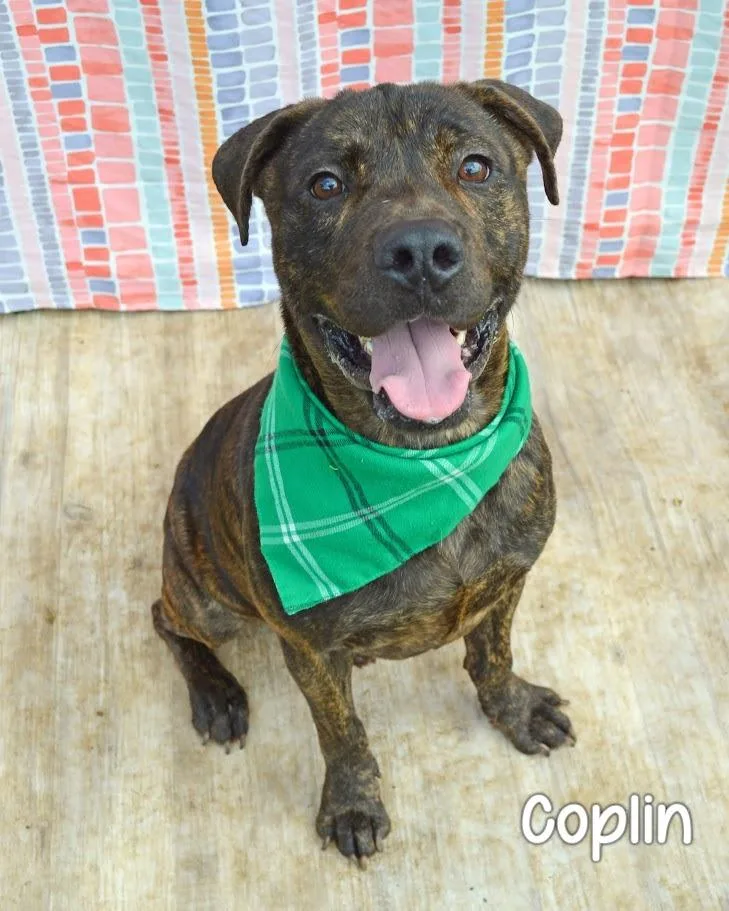 An adult medium-sized male Pit Bull Terrier dog named Coplin for adoption in Gautier, MS