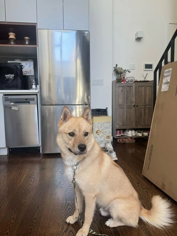 A young large-sized male Brown / Chocolate Jindo dog named Rk for adoption in Long Island City, NY