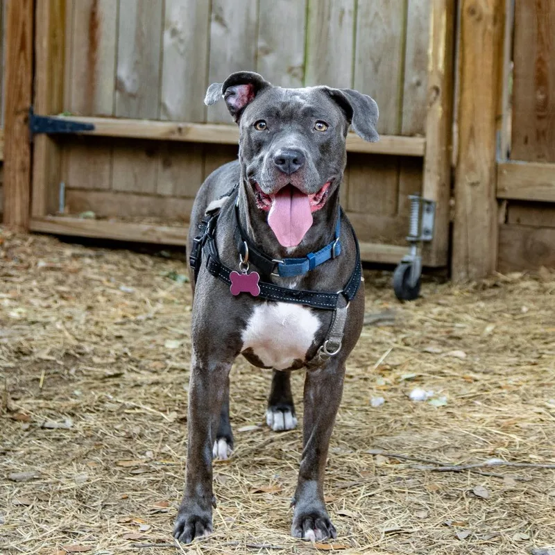 Rosie Mae thumbnail 6